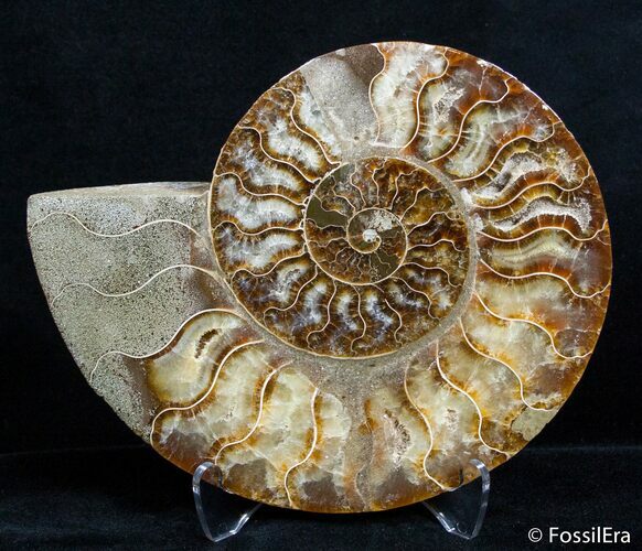 Inch Split Ammonite (Half) #2648